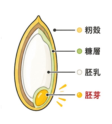 お米の粒の断面図:籾殻・糠層・胚乳・胚芽